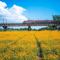 金黃花毯＋百年火車橋同框！屏東最美鐵橋花海景色解鎖！
