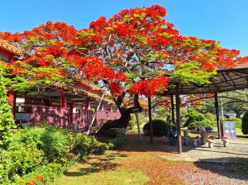 鳳凰花+紅瓦廟宇!台南南鯤鯓代天府鳳凰花開 隨手拍都出片