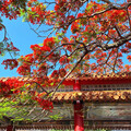 鳳凰花＋紅瓦廟宇！台南南鯤鯓代天府鳳凰花開 隨手拍都出片