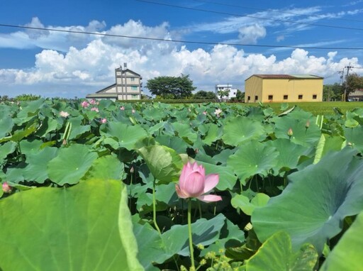 台南蓮花季必訪!花海+村落絕美構圖 竹門賞蓮區田園風滿點