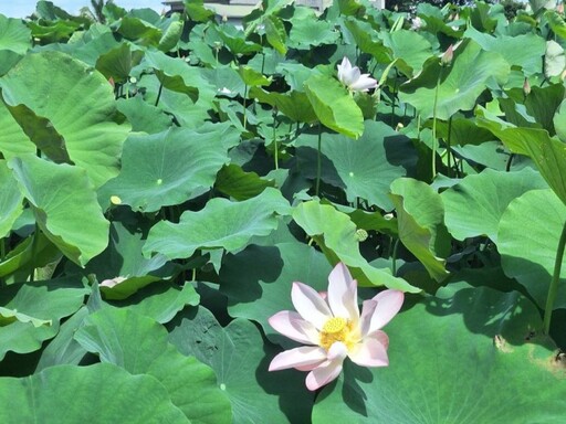台南蓮花季必訪!花海+村落絕美構圖 竹門賞蓮區田園風滿點