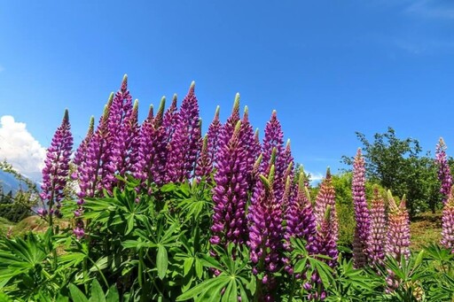 台中福壽山農場魯冰花盛開!彩色花海夢幻綻放 初夏限定!