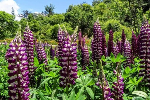 台中福壽山農場魯冰花盛開!彩色花海夢幻綻放 初夏限定!