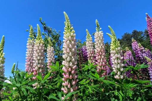 台中福壽山農場魯冰花盛開!彩色花海夢幻綻放 初夏限定!