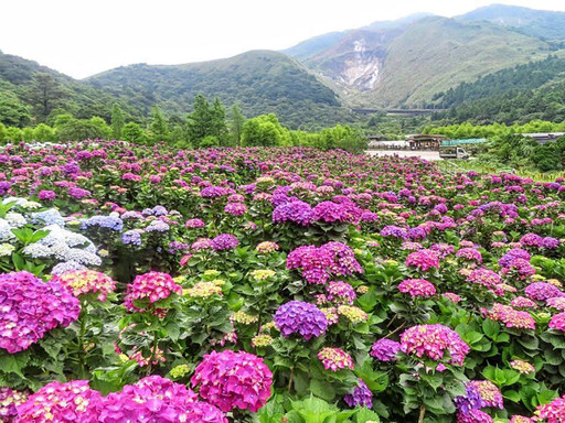 藍白紫黃交織夢境!陽明山"大賞園"繡球花海全面盛開中!