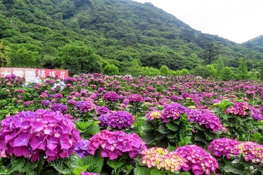 藍白紫黃交織夢境!陽明山"大賞園"繡球花海全面盛開中!
