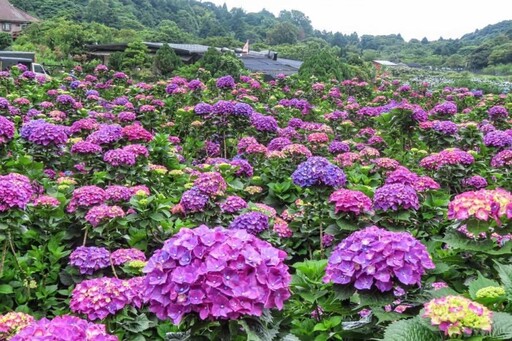 藍白紫黃交織夢境!陽明山"大賞園"繡球花海全面盛開中!