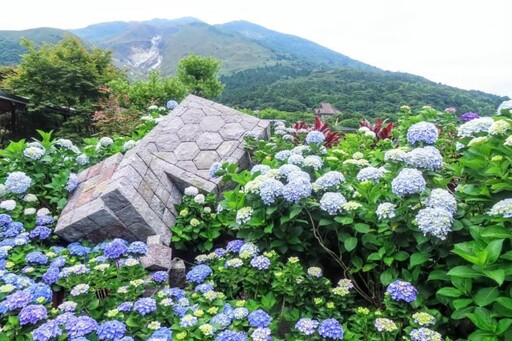 藍白紫黃交織夢境!陽明山"大賞園"繡球花海全面盛開中!