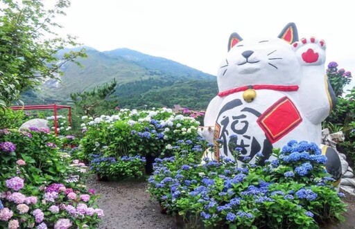 藍白紫黃交織夢境!陽明山"大賞園"繡球花海全面盛開中!