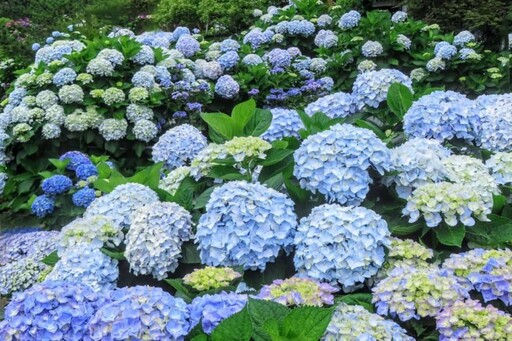 藍白紫黃交織夢境!陽明山"大賞園"繡球花海全面盛開中!