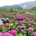 藍白紫黃交織夢境！陽明山"大賞園"繡球花海全面盛開中！