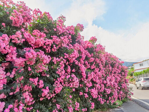粉紅花牆太迷人!台七甲線60K必拍秘境 薔薇花海美翻天!