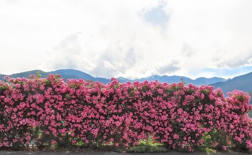 粉紅花牆太迷人!台七甲線60K必拍秘境 薔薇花海美翻天!