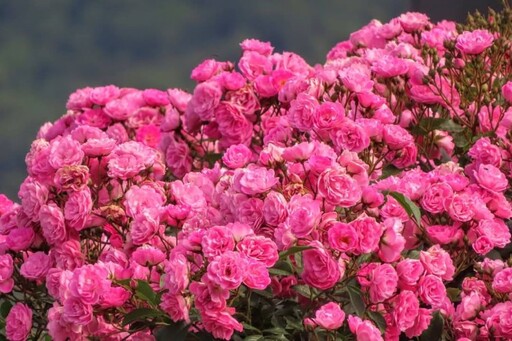 粉紅花牆太迷人!台七甲線60K必拍秘境 薔薇花海美翻天!