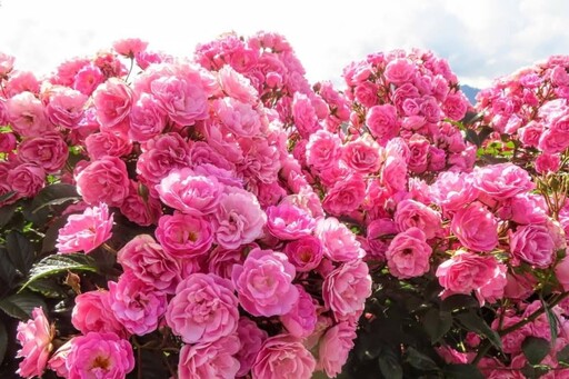 粉紅花牆太迷人!台七甲線60K必拍秘境 薔薇花海美翻天!