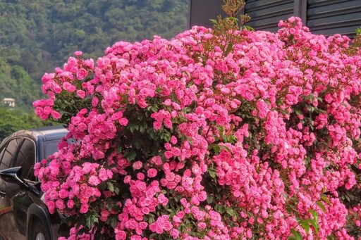 粉紅花牆太迷人!台七甲線60K必拍秘境 薔薇花海美翻天!