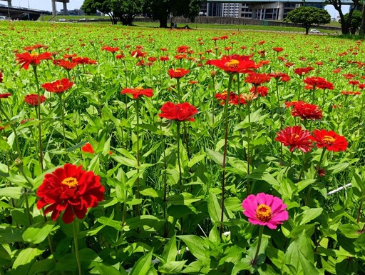 新北大都會公園花海大開!賞花免出遠門 捷運一到即拍好風景