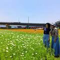 新北大都會公園花海大開！賞花免出遠門 捷運一到即拍好風景
