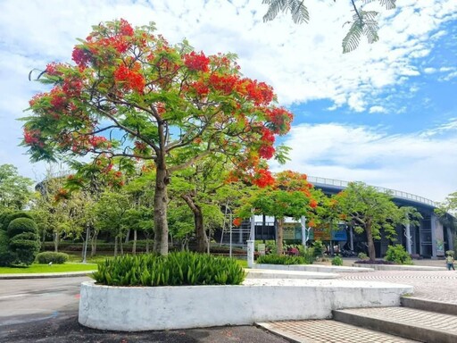 畢業季最美背景！台北花博新生園區鳳凰木盛開熱點曝光！