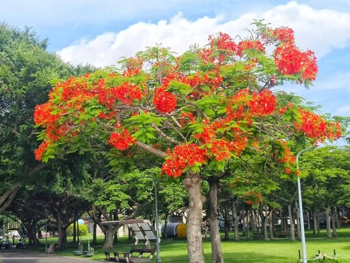 畢業季最美背景！台北花博新生園區鳳凰木盛開熱點曝光！