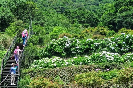 竹子湖秘境登場！青楓步道繡球花爆開中 色彩層層堆疊超療癒