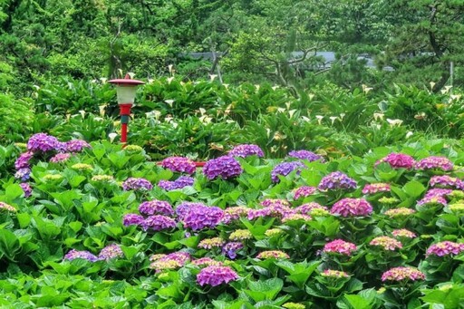 竹子湖秘境登場！青楓步道繡球花爆開中 色彩層層堆疊超療癒