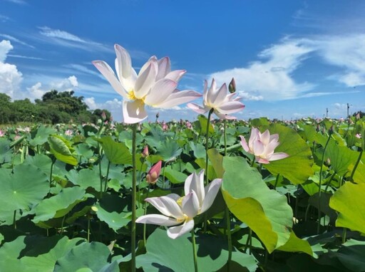 粉紅蓮花海＋廟宇剪影！台南關帝廳賞蓮區高人氣 賞花兼拜廟