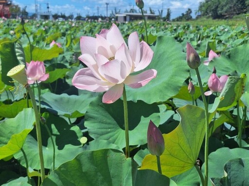 粉紅蓮花海＋廟宇剪影！台南關帝廳賞蓮區高人氣 賞花兼拜廟