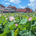 粉紅蓮花海＋廟宇剪影！台南關帝廳賞蓮區高人氣 賞花兼拜廟