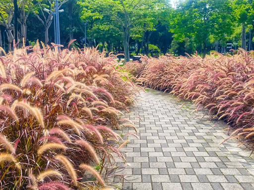心動視覺溫柔擴散!士林至善公園"紫葉狼尾草"小徑打卡必訪