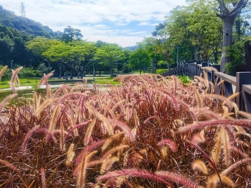心動視覺溫柔擴散!士林至善公園"紫葉狼尾草"小徑打卡必訪