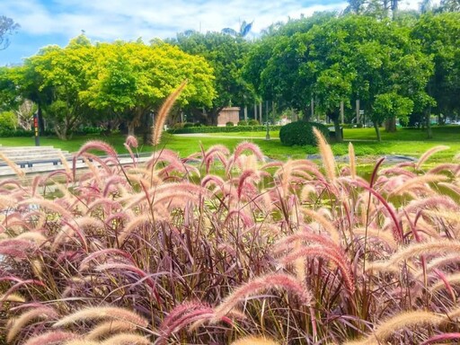心動視覺溫柔擴散!士林至善公園"紫葉狼尾草"小徑打卡必訪