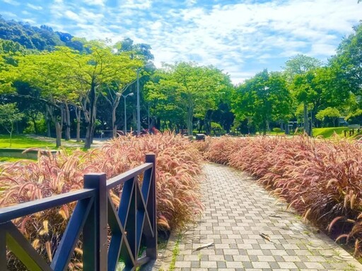 心動視覺溫柔擴散!士林至善公園"紫葉狼尾草"小徑打卡必訪