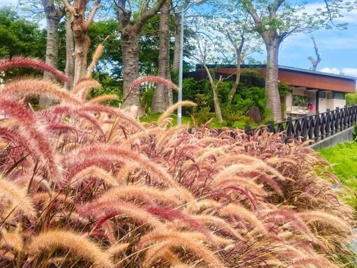 心動視覺溫柔擴散!士林至善公園"紫葉狼尾草"小徑打卡必訪