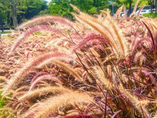 心動視覺溫柔擴散!士林至善公園"紫葉狼尾草"小徑打卡必訪