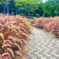 心動視覺溫柔擴散！士林至善公園"紫葉狼尾草"小徑打卡必訪