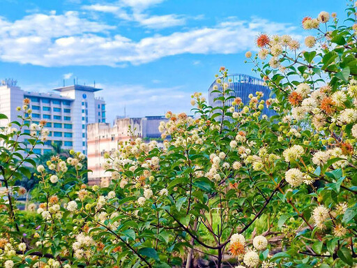 夏日都市小秘境!台大生態池風箱樹花開 白色圓球海萌翻天!