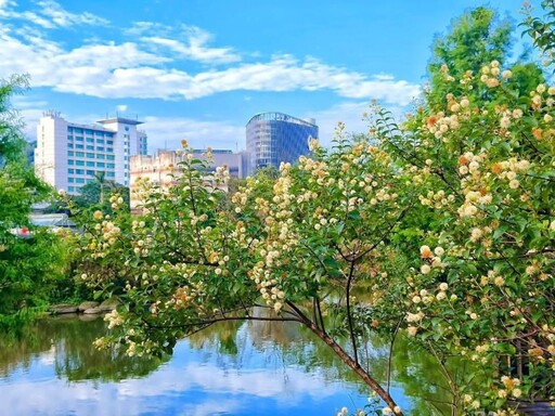夏日都市小秘境!台大生態池風箱樹花開 白色圓球海萌翻天!