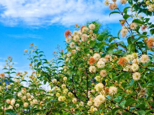 夏日都市小秘境!台大生態池風箱樹花開 白色圓球海萌翻天!