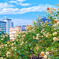 夏日都市小秘境！台大生態池風箱樹花開 白色圓球海萌翻天！
