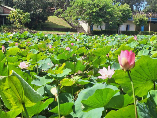 錯過再等一年!白河蓮花公園滿開 粉色仙氣x翩然綠葉美如畫