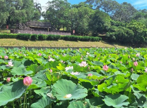 錯過再等一年!白河蓮花公園滿開 粉色仙氣x翩然綠葉美如畫