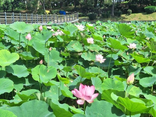 錯過再等一年!白河蓮花公園滿開 粉色仙氣x翩然綠葉美如畫