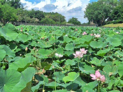 錯過再等一年!白河蓮花公園滿開 粉色仙氣x翩然綠葉美如畫