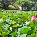 錯過再等一年！白河蓮花公園滿開 粉色仙氣x翩然綠葉美如畫