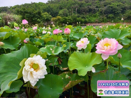 三芝牡丹蓮綻放中!北台灣浪漫粉色祕境 山豬堀牡丹蓮盛開