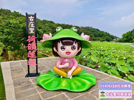 三芝牡丹蓮綻放中!北台灣浪漫粉色祕境 山豬堀牡丹蓮盛開
