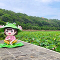 三芝牡丹蓮綻放中！北台灣浪漫粉色祕境 山豬堀牡丹蓮盛開