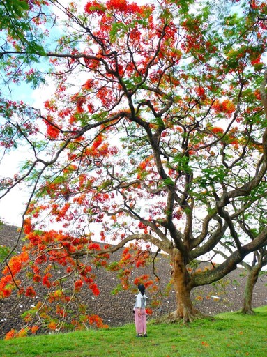 嘉義鳳凰花季懶人包!今年初夏5大必訪火紅景點帶你走透透!