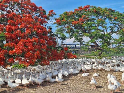 嘉義鳳凰花季懶人包!今年初夏5大必訪火紅景點帶你走透透!